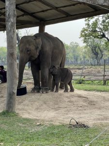 A large elephant stands beside a smaller baby elephant under a shelter. 