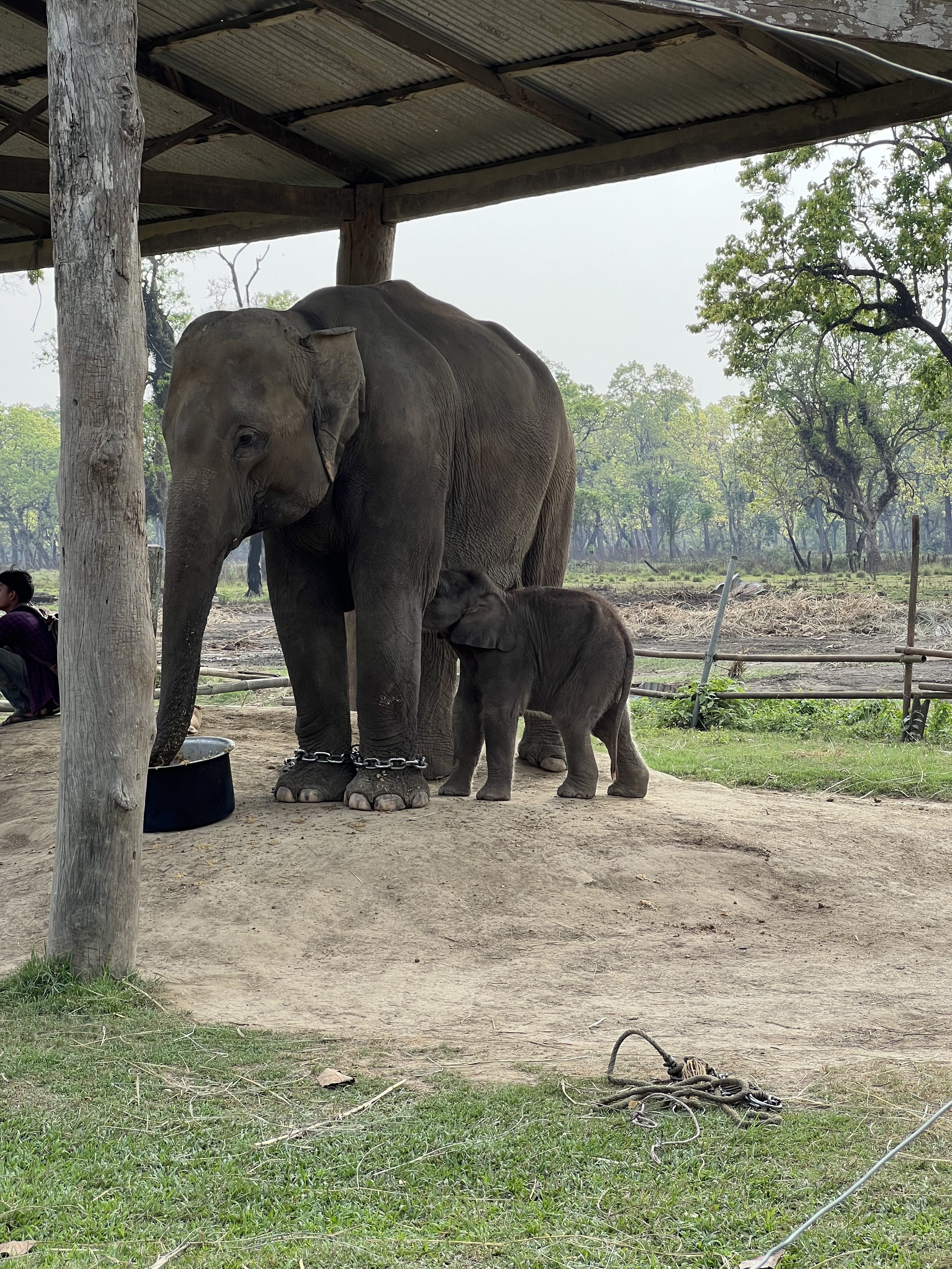 A large elephant stands beside a smaller baby elephant under a shelter.