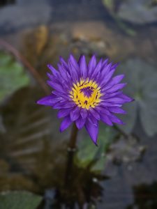 A bright purple water lily with a glowing yellow center blooms above still water, revealing its rich colors at the Malabar Botanical Garden in Kozhikode. 