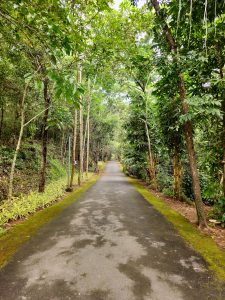 A quiet pathway inside the Malabar Botanical Garden, Kozhikode, lined with tall green trees on both sides. The fresh green leaves and soft moss along the road make the walk feel peaceful and close to nature. 