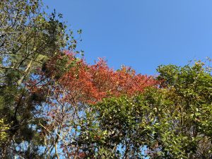 A vibrant scene of trees against a clear blue sky, showcasing a mix of greenery with some branches displaying bright red and yellow leaves, indicating the transition to autumn.