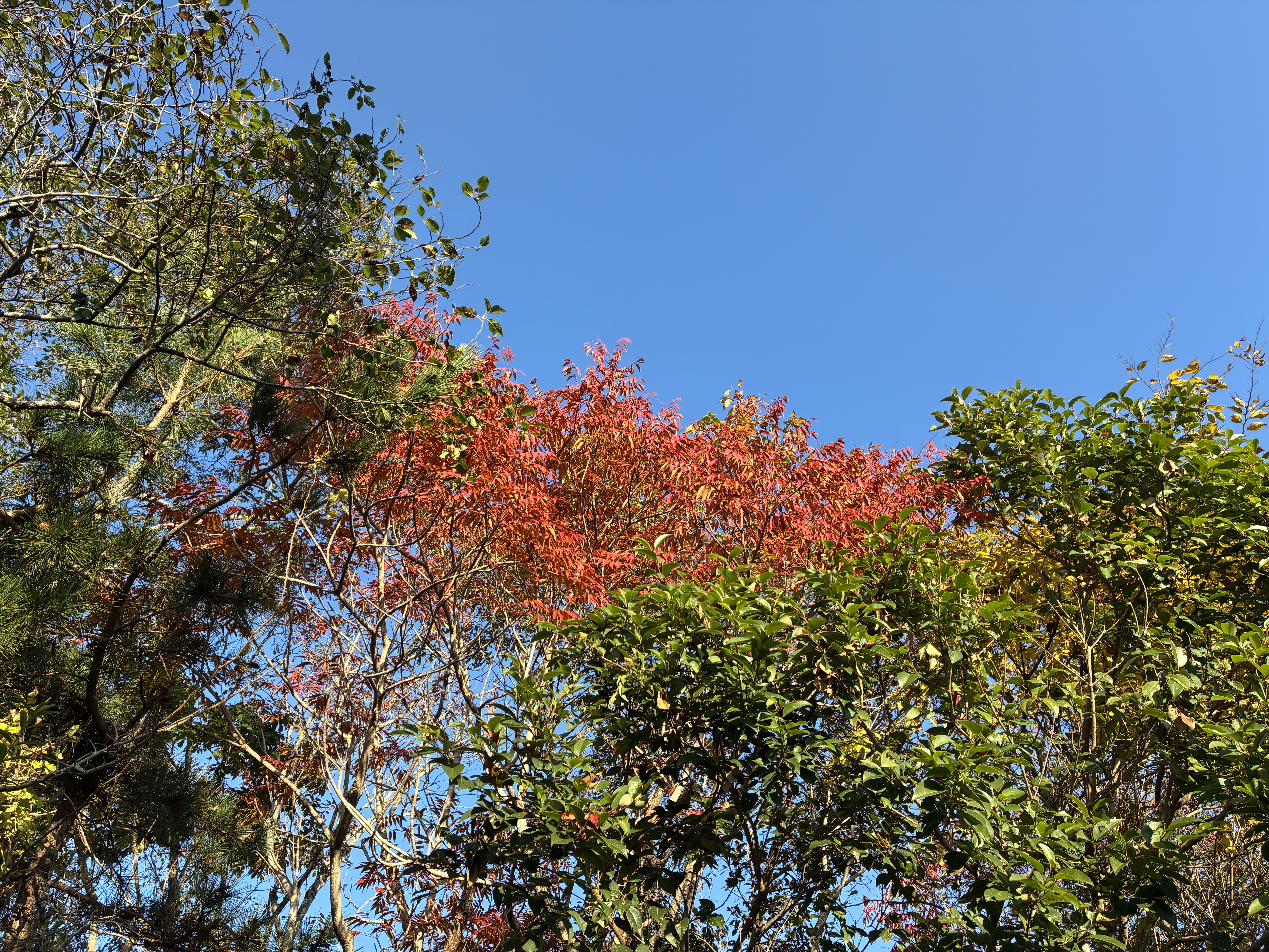 A vibrant scene of trees against a clear blue sky, showcasing a mix of greenery with some branches displaying bright red and yellow leaves, indicating the transition to autumn.