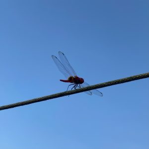 A vivid dragonfly with translucent wings and a red body perches on a taut wire against a clear blue sky, evoking calm and simplicity.