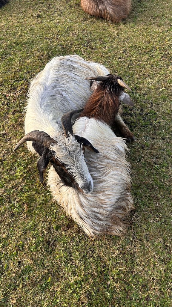 Two goats are lying close together on green grass.