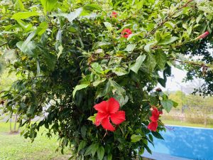 A red hibiscus flower among green leaves with a garden backdrop and a blue wall on a sunny day.