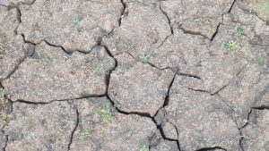 A close-up view of dry, cracked earth with small patches of green grass and weeds growing in the crevices.