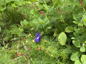 Lush green foliage with vibrant purple and red flowers creates a lively, colorful garden scene under bright sunlight.