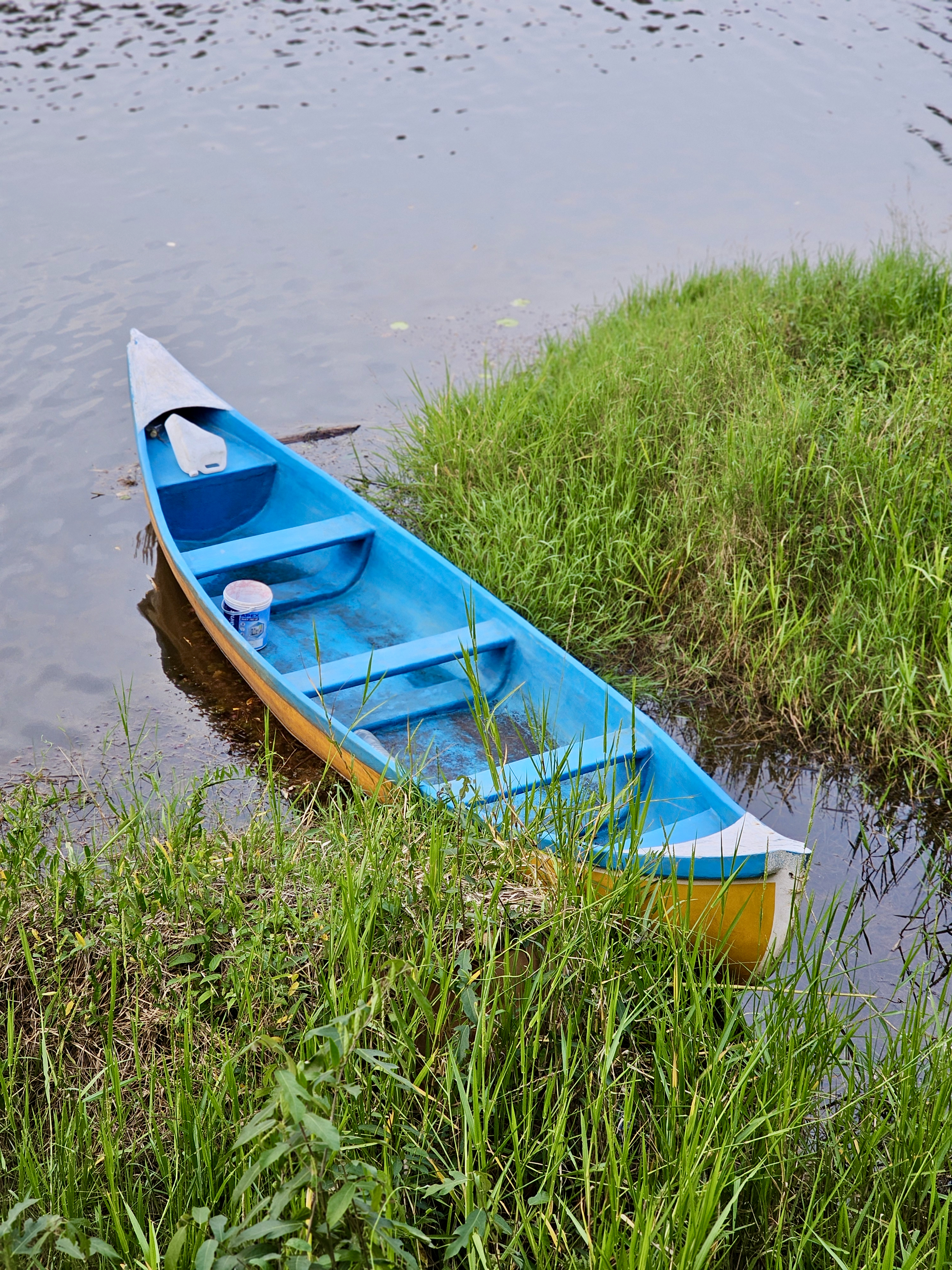 A blue and yellow canoe (fiber boat) rests partly in the water near a grassy lake bank. The calm water and lush green grass create a peaceful scene. Photographed in Cherupa, Kozhikode, Kerala.