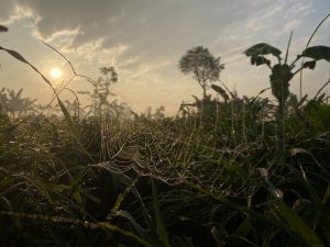 A close-up view of a spider web glistening with dew in the foreground, set against a backdrop of tall grass and silhouetted plants.