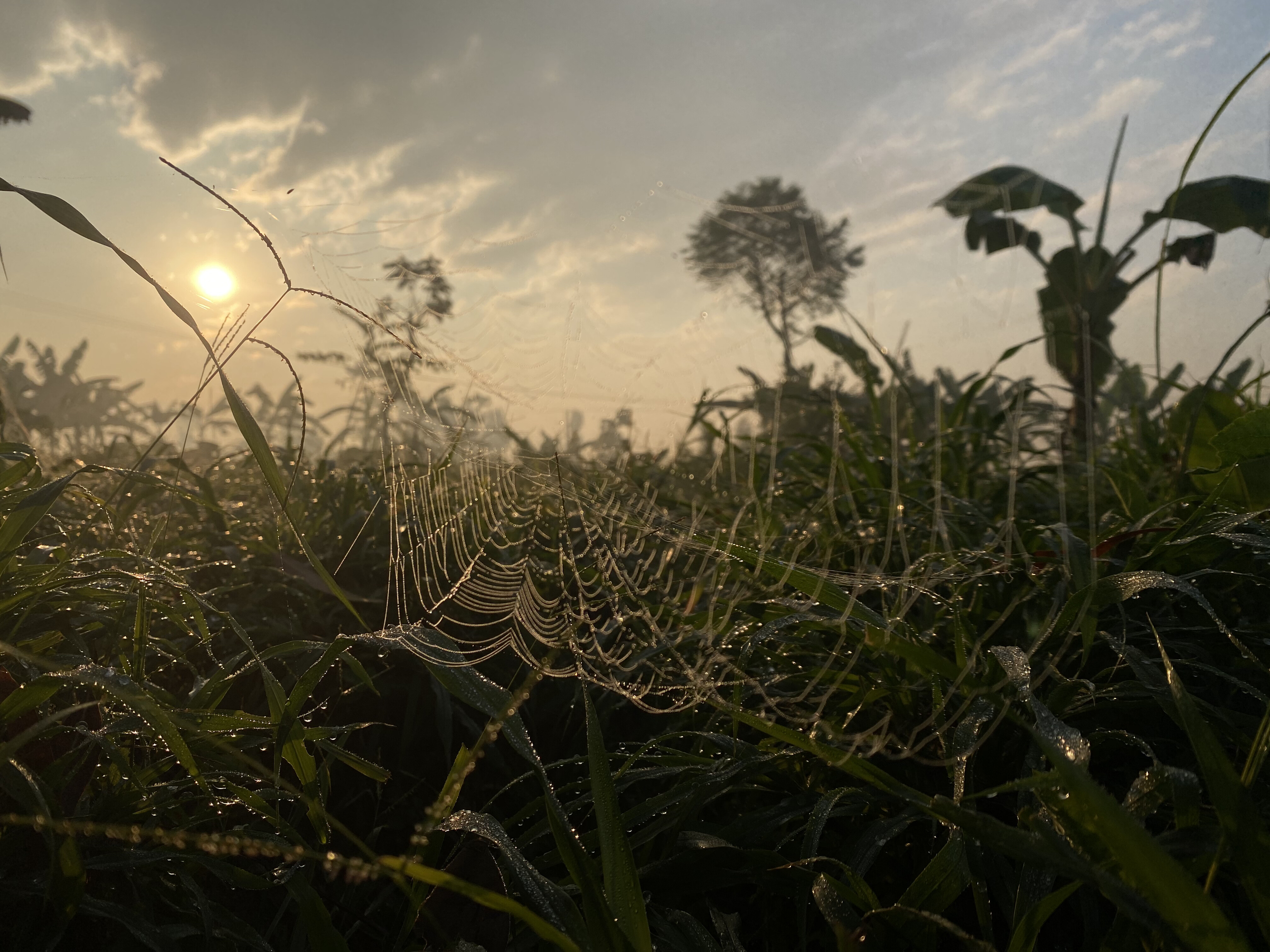 A close-up view of a spider web glistening with dew in the foreground, set against a backdrop of tall grass and silhouetted plants.