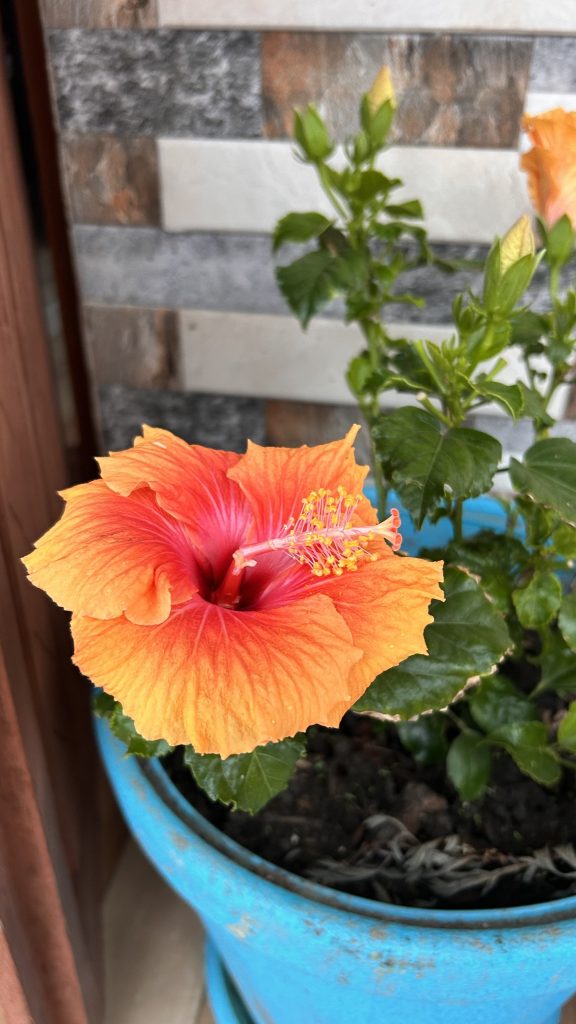 A vibrant hibiscus flower with orange and pink hues is in full bloom, set against a backdrop of a textured wall with light and dark stone patterns.
