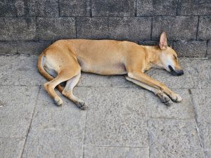 A street dog sleeping peacefully on the stone pavement beside a wall near Elephanta caves in Mumbai, Maharashtra.