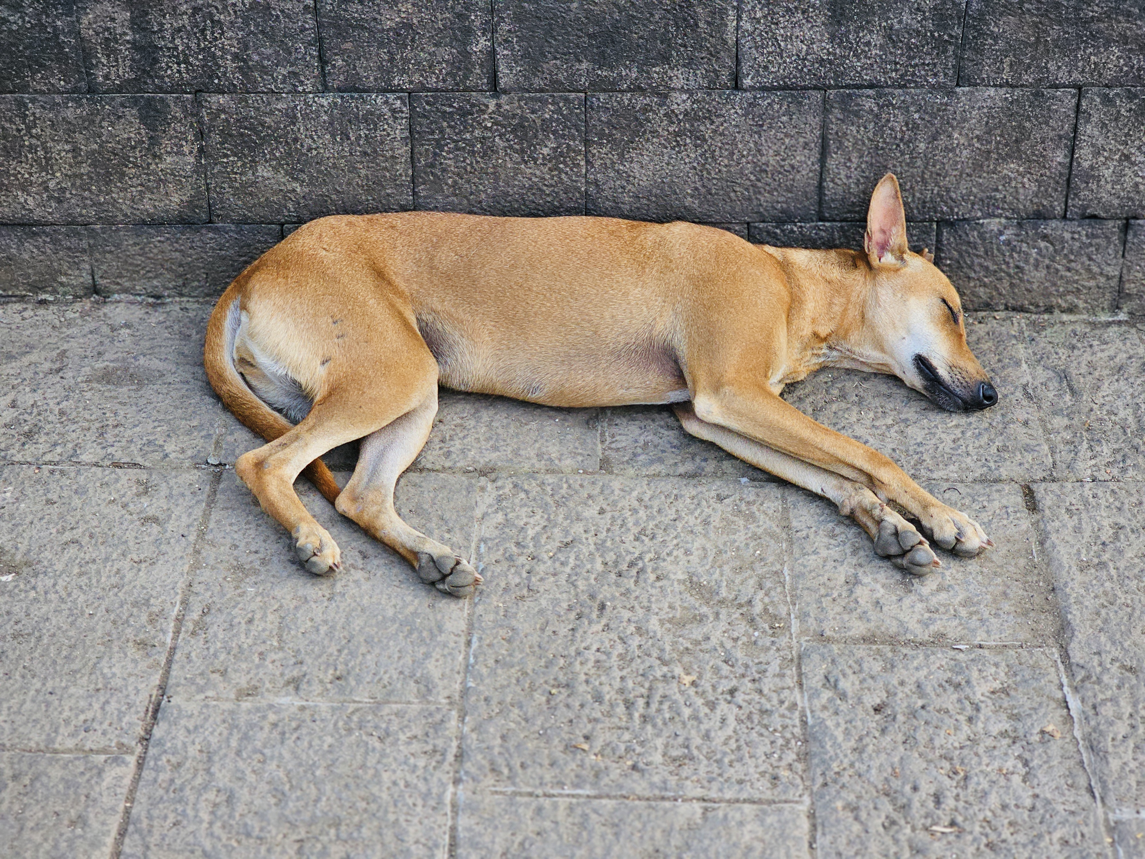 A street dog sleeping peacefully on the stone pavement beside a wall near Elephanta caves in Mumbai, Maharashtra.