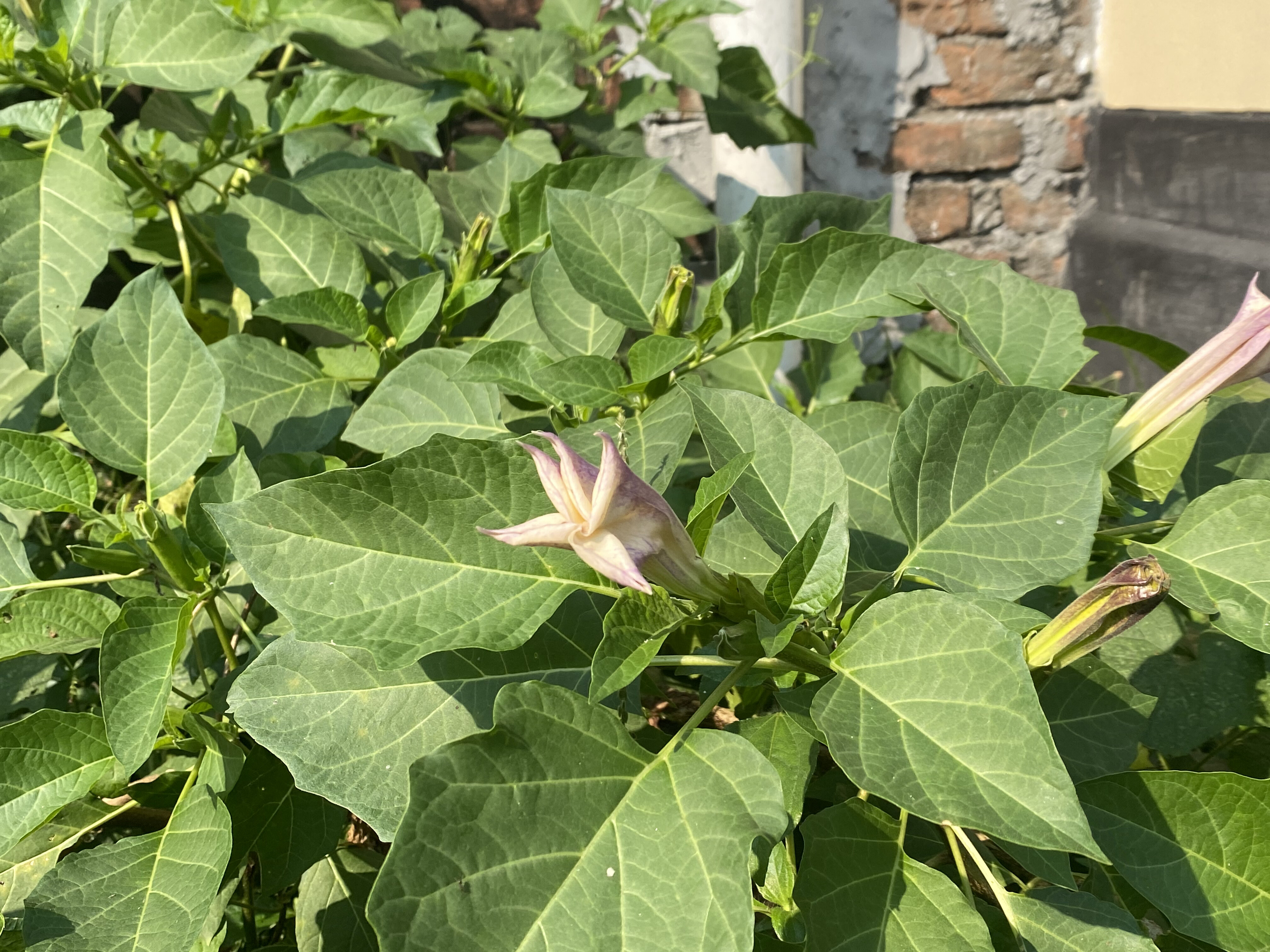 Close-up of a budding flower with pale purple petals among lush green leaves, set against a textured brick wall, bathed in warm sunlight.