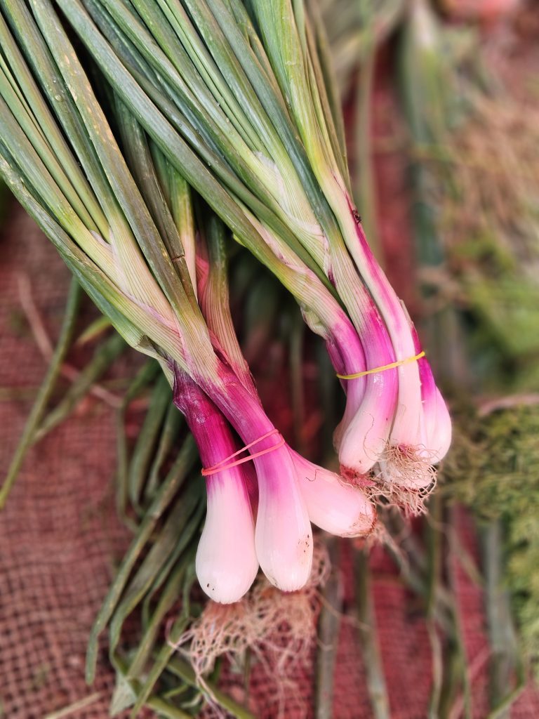 Fresh spring onions with roots tied in bunches and placed on a jute sack at a vegetable stall in Asalpha, Mumbai, Maharashtra.