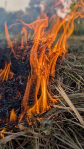 A close-up view of flames rising from a patch of dry grass and twigs, with vibrant orange and yellow hues contrasting against the dark charred materials in the foreground