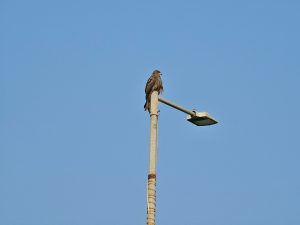 A Black Kite (Milvus migrans) resting calmly on top of a tall streetlight under a clear blue sky. This long shot is taken from Bandra West, Mumbai, Maharashtra.