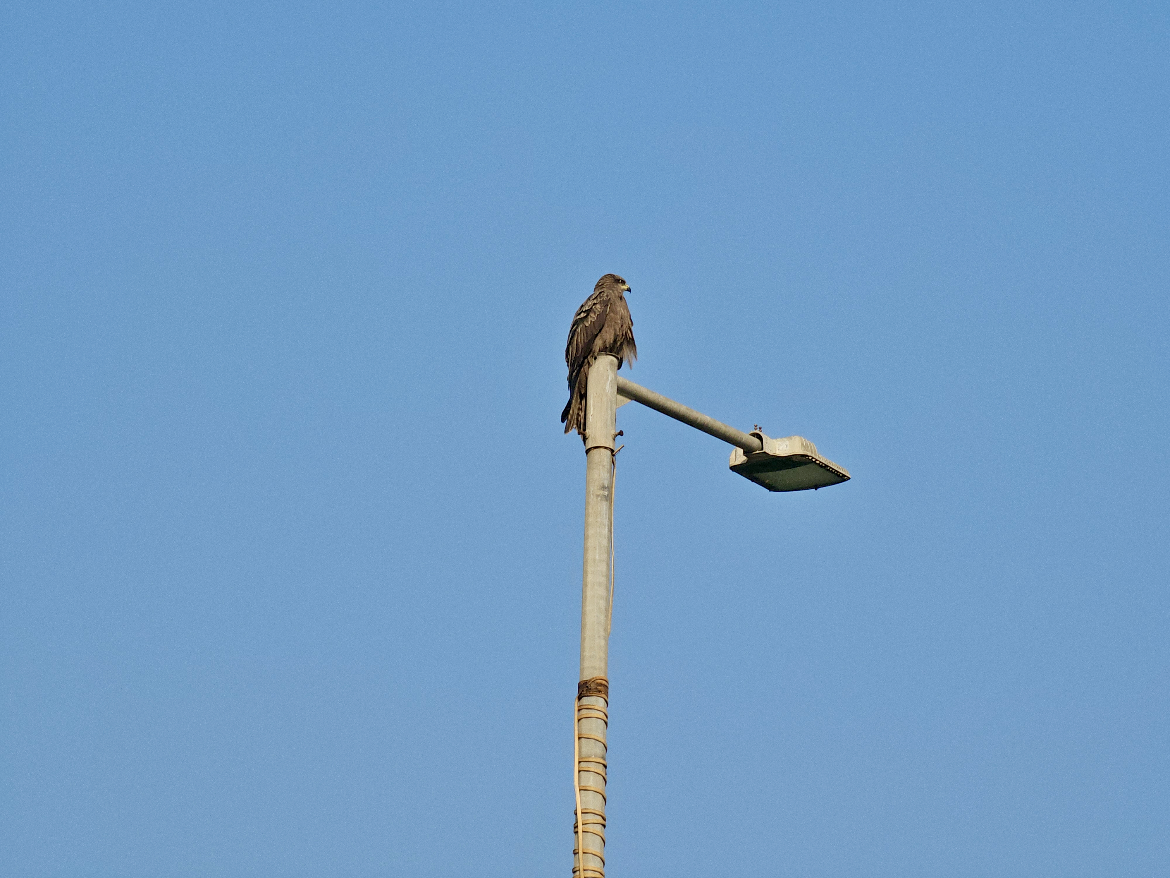 A Black Kite (Milvus migrans) resting calmly on top of a tall streetlight under a clear blue sky. This long shot is taken from Bandra West, Mumbai, Maharashtra.
