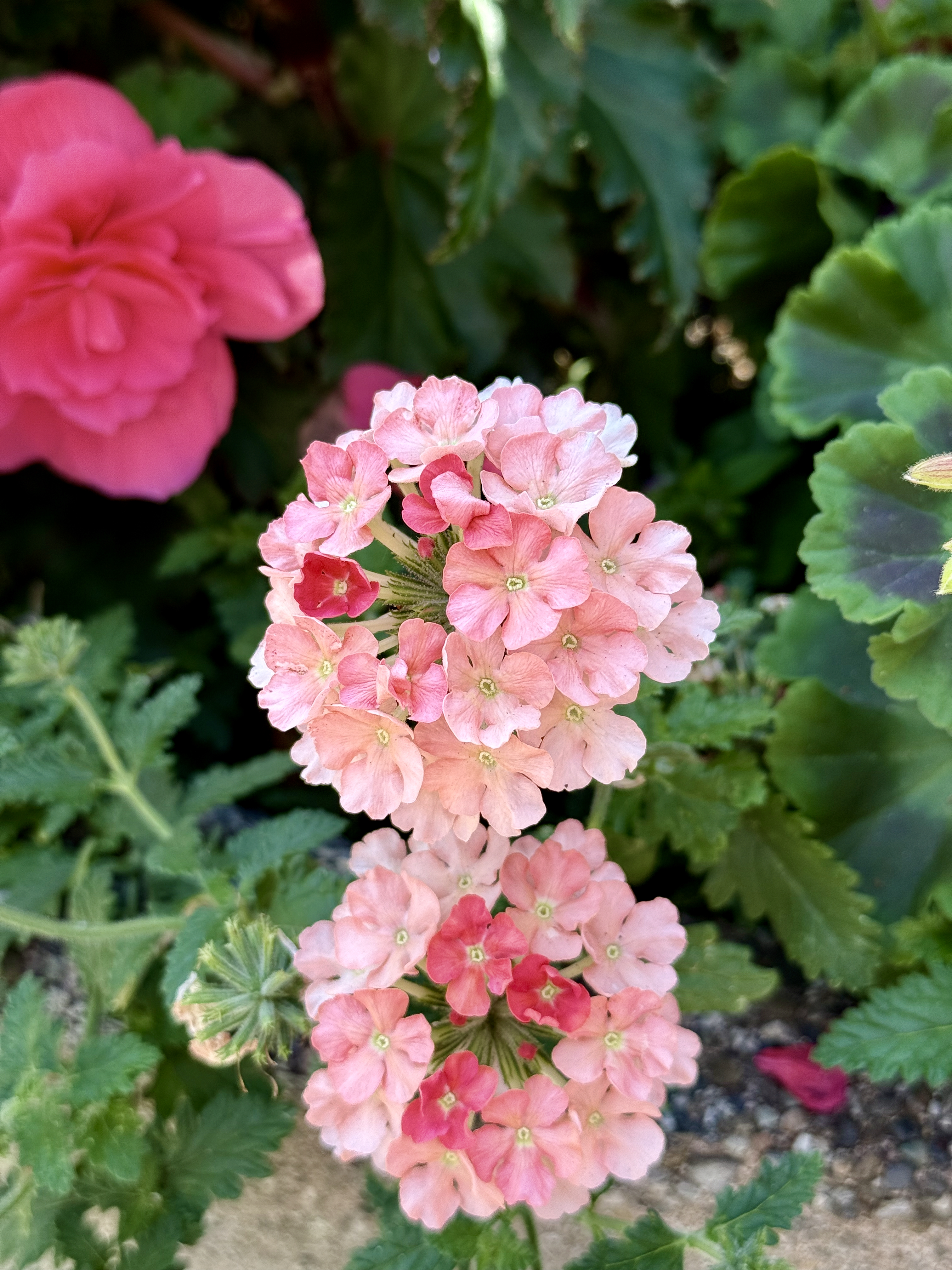 Two clusters of peach and pink Verbena hybrida flowers with red centers are shown in close-up, surrounded by green foliage, captured at the Oregon Zoo in Portland.