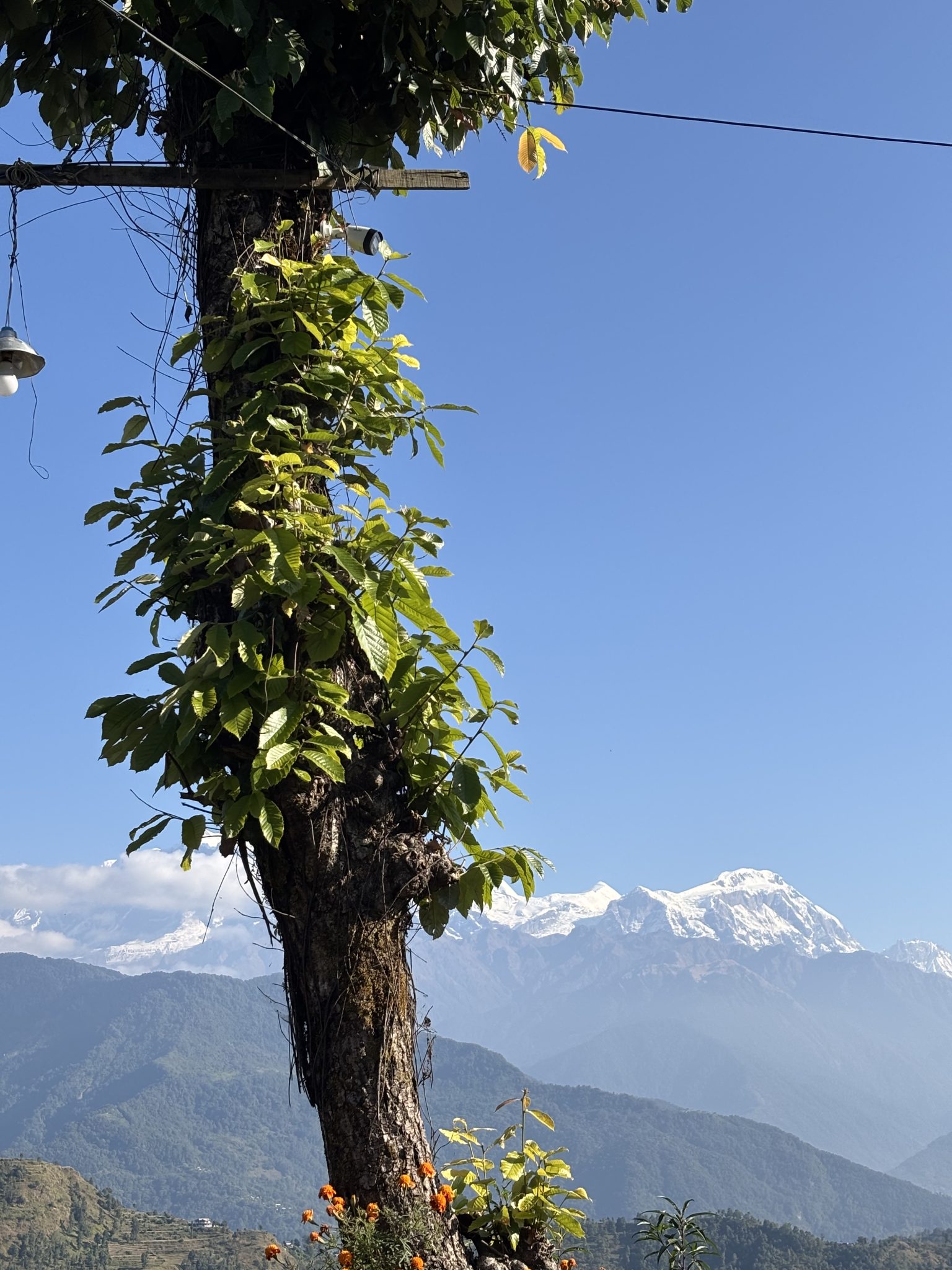 Azhinjal Tree WordPress photo 361691e81d | WordPress.org