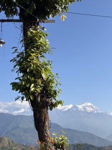 A tall tree with lush green leaves stands prominently in the foreground, adorned with vibrant orange flowers at its base. 