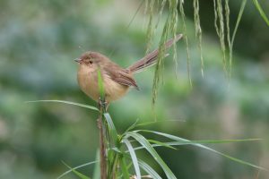 

A Plain Prinia perched upright on a thin green stem among tall grass.