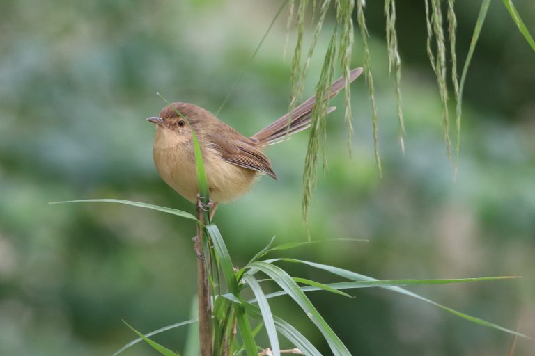 A Plain Prinia perched upright on a thin green stem among tall grass.
