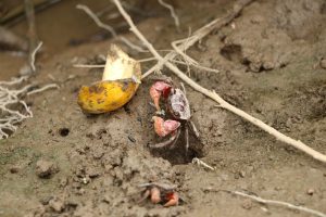 A small, reddish-brown crab on the river shore is eating an orange peel.