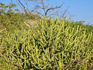 A bright green Euphorbia plant (Cactus) grows in the sunlight near the Kanheri Caves in Mumbai, standing tall with its unique branching pattern.