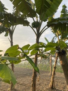 Sunlit banana grove with tall trees, large green leaves, and clusters of bananas. In the foreground, beans and white blossoms on a vine. Tranquil morning scene.