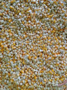 A close-up view of a large spread of corn kernels in various shades of yellow and white. 