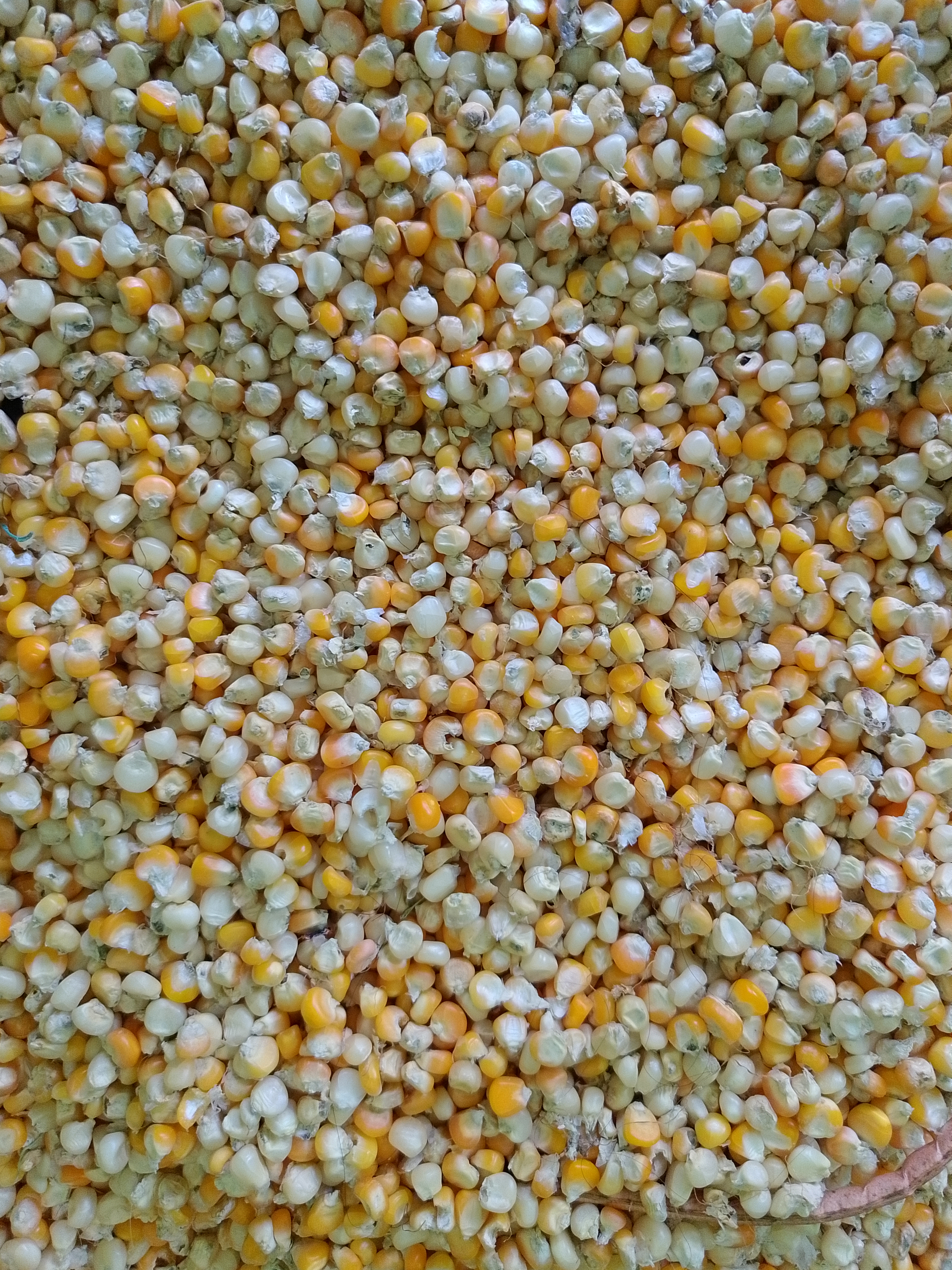 A close-up view of a large spread of corn kernels in various shades of yellow and white.