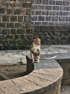 A monkey sitting alone on a curved stone bench in front of a textured wall near Elephanta Caves, Mumbai, Maharashtra.