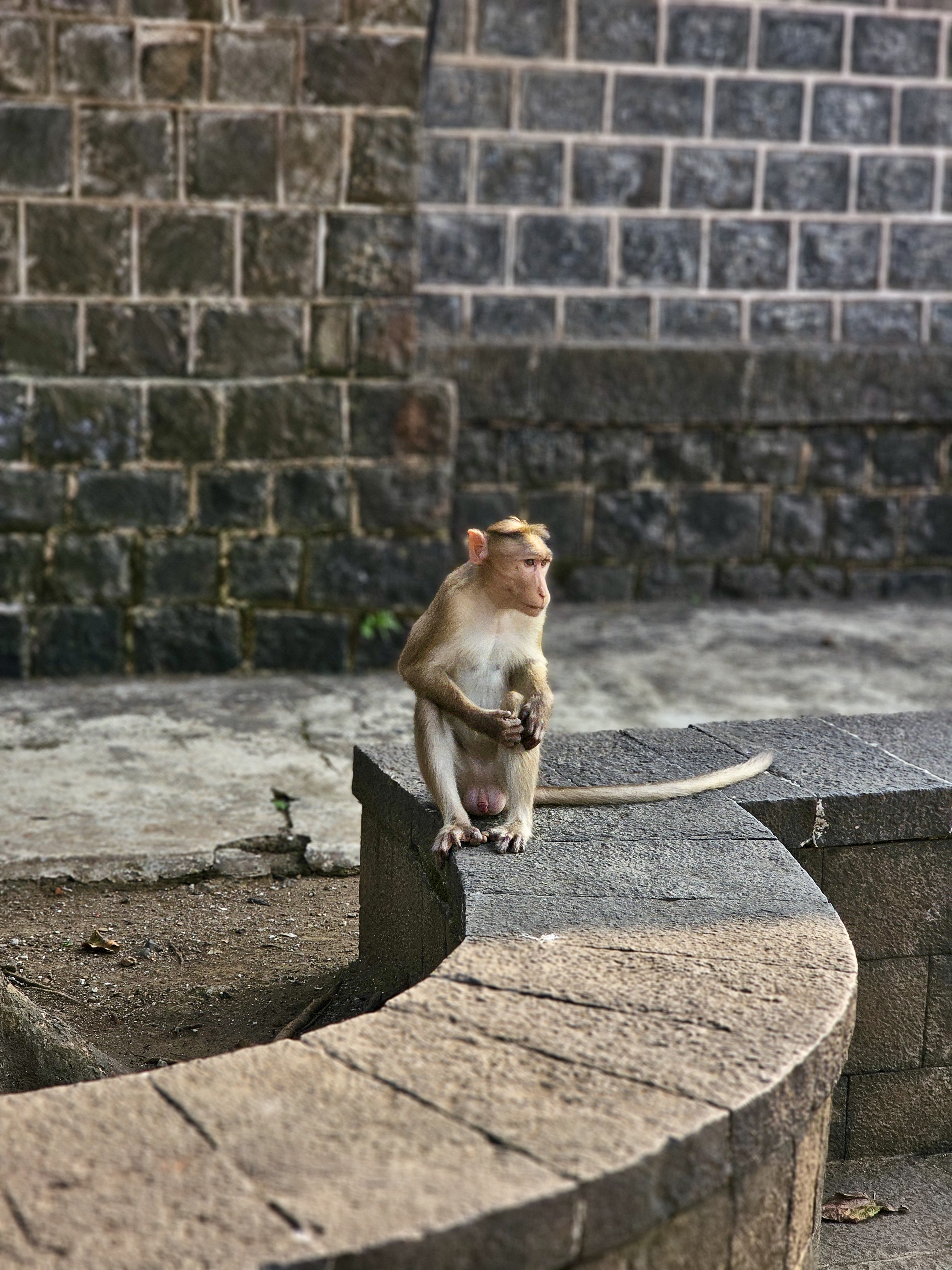 A monkey sitting alone on a curved stone bench in front of a textured wall near Elephanta Caves, Mumbai, Maharashtra.