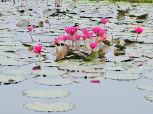 A cluster of bright pink water lilies blooming among wide green lily pads on calm water. Captured in Vazhakkad, Malappuram. 