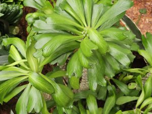 Bright green leaves form a beautiful circular pattern at the Malabar Botanical Garden, Kozhikode. The plant&rsquo;s layered structure gives it a lively and unique appearance.