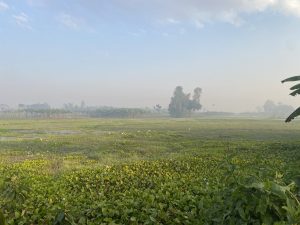 A calm scene with a misty field, blue sky, green plants in front, and fog-covered trees in the distance.