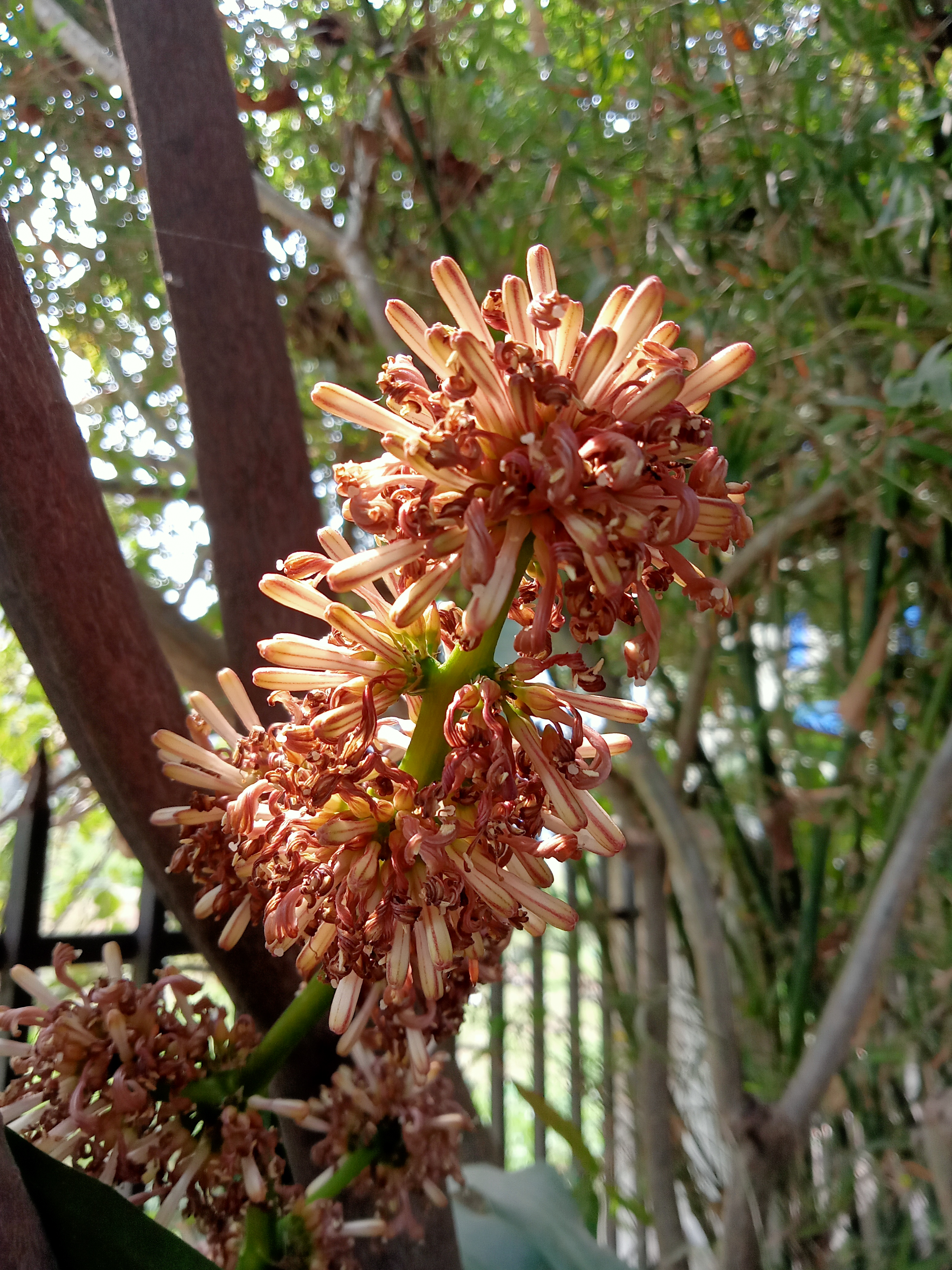 A close-up of a flowering plant with clusters of elongated, tubular flowers that are cream and reddish-brown in color.