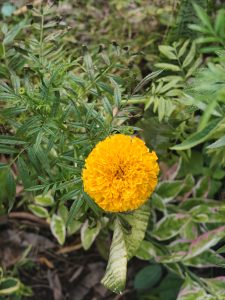 A vibrant orange marigold flower with a textured, layered appearance sits prominently among green foliage.