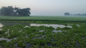 A serene landscape featuring a vast expanse of green rice fields surrounded by mist. 