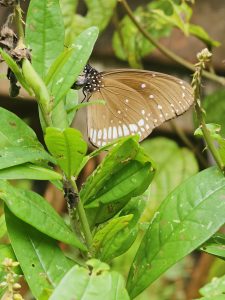 A brown butterfly with white spots rests quietly on a green leaf inside the Malabar Botanical Garden, Kozhikode. The soft light and fresh greenery make the scene calm and natural.