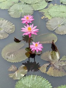 Three vibrant pink water lilies bloom among green lily pads on a calm pond. Their reflections in the dark water create a peaceful nature scene. Captured in Vazhakkad, Malappuram. 