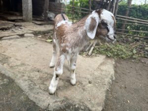 A young goat with brown and white fur stands on a stone surface in an outdoor setting.