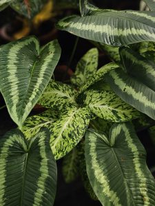 Colorful green leaves with mixed patterns, captured in the Malabar Botanical Garden, Kozhikode. The different shades and shapes create a vibrant garden scene.