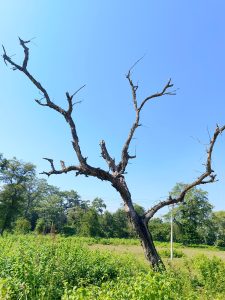 A barren tree stands prominently against a clear blue sky, its twisted branches reaching outwards. Surrounding the tree are lush green plants and shrubs, with a few trees in the background.