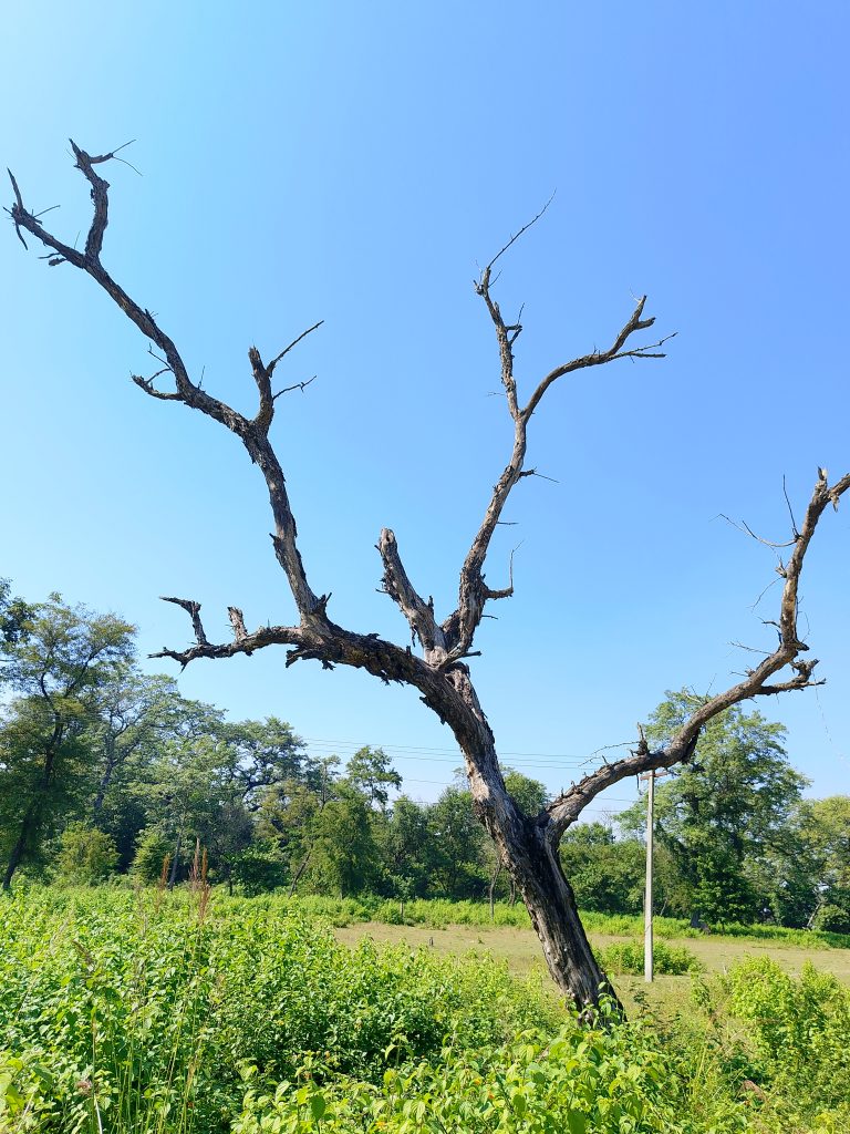 A barren tree stands prominently against a clear blue sky, its twisted branches reaching outwards. Surrounding the tree are lush green plants and shrubs, with a few trees in the background.