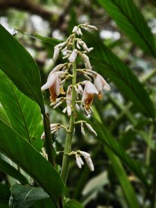 Soft white ginger flowers hang gently from the stem at the Malabar Botanical Garden, Kozhikode. Their delicate petals and fresh green leaves create a calm and natural beauty.  