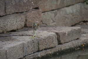 

A small bird with brown and white stripes stands on large gray stone blocks.