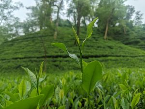 A close-up of a tender tea sprout with the Sreemangal tea garden blurred in the background