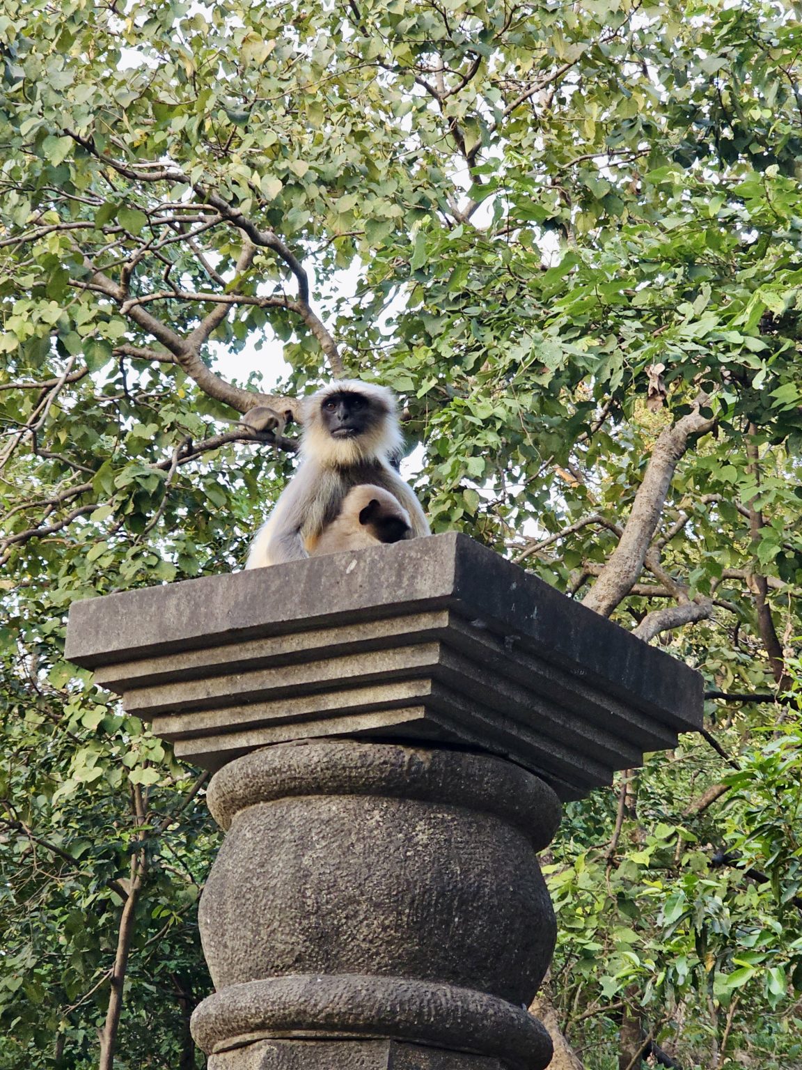 A langur sits calmly with her baby on top of an old stone pillar at Kanheri Caves in Borivali, Mumbai, surrounded by green forest.